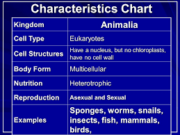 As the outermost layer of some cells, the cell wall helps maintain cellular shape and chemical equilibrium. Animalia Kingdom Two Phyla Kingdom Animalia Vertebrate Backbone Invertebrates No Backbone Ppt Download