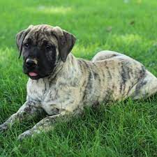 Feel free to browse hundreds of active classified puppy for sale listings, from dog breeders in pa and the surrounding areas. Presa Canario Puppy For Sale In Gap Pa Adn 43969 On Puppyfinder Com Gender Female Age 10 Weeks Old Presa Canario Puppies For Sale Puppies