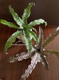 Image result for Murdannia stricta