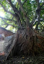 Image result for Ficus lutea