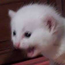 Pin By Mrs Phantomhive On React Cute Cat Memes Cat Memes Funny Animal Memes Download the luxury funny cat face memes.
