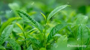 Image result for Theaceae