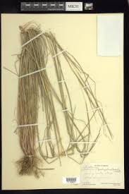 Image result for Andropogon fastigiatus