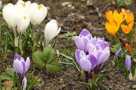 Types Of Crocus Bulbs Learn About Different Spring And Fall Blooming Crocus