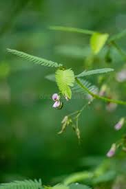 Image result for Aeschynomene americana