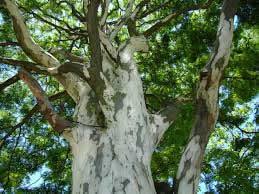 Image result for Caesalpinia ferrea