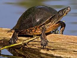 Co Rep Amph Painted Turtle Jpg 448 336 Reptiles And Amphibians Amphibians Reptiles