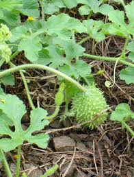 Image result for Cucumis anguria