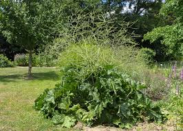 Image result for Crambe kilimandscharica