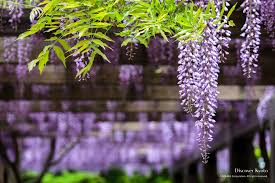 Image result for Wisteria