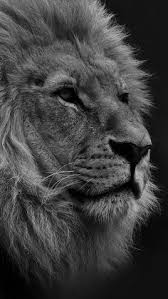 Epingle Par Abdelhakim Sur 4k Wallpaper Photos Animaux Sauvages Animaux Feroces Photographie De Lion
