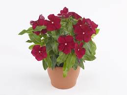 Image result for Criscianthus