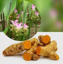 We did not find results for: Cara Menanam Temulawak Yang Baik Kampustani Com