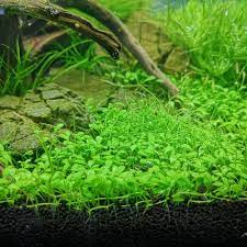 Tanaman endemik dari negara kuba ini membutuhkan cahaya dan co2 yang tinggi untuk membuatnya tumbuh subur. 5 Tanaman Karpet Aquascape Selain Jenis Rumput Yang Estetik