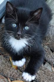 Awwwwwwwww Yavru Kediler Kedi Ve Hayvanlar