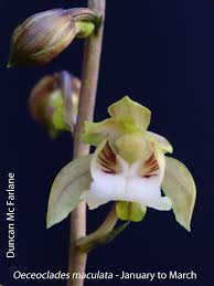 Image result for Oeceoclades maculata