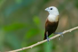 Burung pipit merupakan sebutan umum bagi kelompok burung kecil yang memakan biji bijian dan hidup di daerah tropis. Burung Pipit Adearisandi S Blog