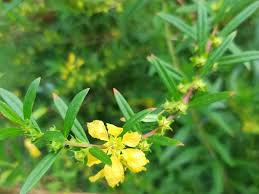 Image result for Heimia salicifolia