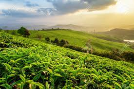 New users enjoy 60% off. Amazing Young Upper Fresh Bright Green Tea Leaves At Tea Plantation Stock Photo Picture And Royalty Free Image Image 93534843