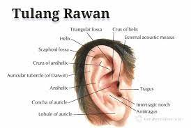 Sistem rangka membentuk dasar dari tubuh manusia. Pengertian Tulang Rawan Jenis Ciri Fungsi Dan Gangguan