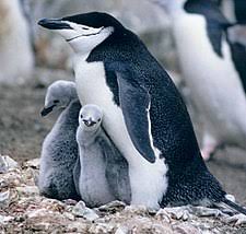 Penjenayah itu bertindak memecahkan cermin kereta tersebut dan menarik mangsa dan rakannya untuk keluar dari. Penguin Wikipedia Bahasa Indonesia Ensiklopedia Bebas