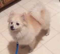 Maybe you would like to learn more about one of these? Fayetteville Nc Pomeranian Meet Pomeranian A Pet For Adoption