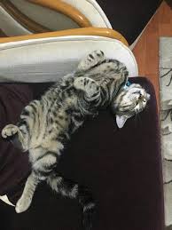 Bu Nasil Bir Yatis Seklidir Boyle Kedi