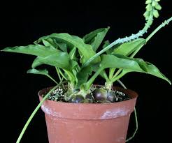 Image result for Drimiopsis maculata