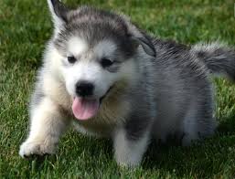 There are 654 malamute puppy for sale on etsy, and they cost $17.14 on. Kuwait Dogs And Puppies For Sale Dogs In Kuwait Dogs And Puppies For Sale In Kuwait Alaskan Malamute X Husky Puppies Now Ready