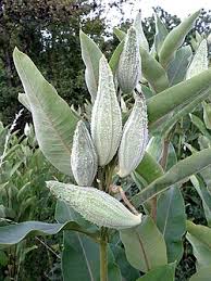 Image result for Asclepias buchwaldii
