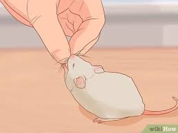 How to catch mice in your house. 3 Ways To Catch And Look After Wild Mice Wikihow