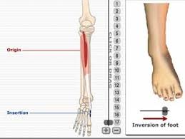Anatomy learning showcases +6000 anatomical structures. Mss Anatomy From Getbodysmart 8 Flashcards Quizlet