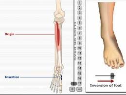 We found that getbodysmart.com is a pretty a free website study guide review that uses interactive animations to help you learn online about anatomy and physiology, human anatomy, and the human body systems. Mss Anatomy From Getbodysmart 8 Flashcards Quizlet