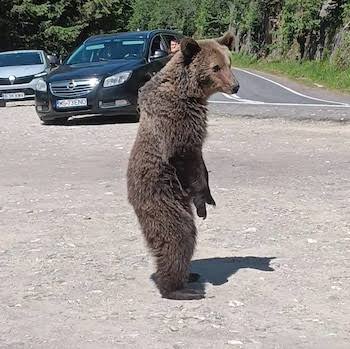 Selfie-taking tourist mauled to death by bear in Romania
