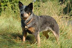 Have a look at the following ads offering puppies for sale in texas. What You Need To Know About Training Blue Heeler Puppies
