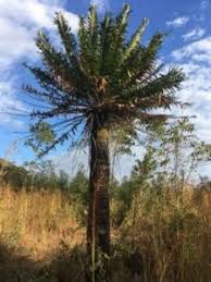 Image result for Agelanthus patelii