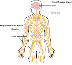 The cns consists of the brain and spinal. Physiological Processes Of The Nervous System Aepa Class Video Study Com