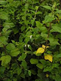 Image result for Leucas