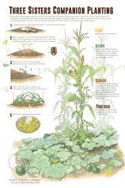 Maybe you would like to learn more about one of these? Three Sisters Companion Planting Ricker Studio