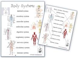 Human Body Worksheets Cells Tissues Organs And The Human