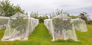 The machine not only installs and removes nets but provides a means of storage for the nets. Netting Fruit Trees Made Simple For Backyard Growers Grow Great Fruit