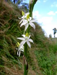 Image result for Chlorophytum bowkeri