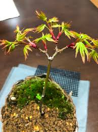 モミジ 紅葉 の育て方 キミのミニ盆栽びより