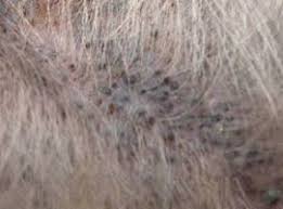 The only one of those that is still common in the states is black dot, but all are found around the world. Black Spots On Dog S Skin Belly Privates Hair Loss 2021 Petnile