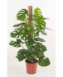 Monstera Moss Support Pole Monstera Deliciosa Plants Plant Flower Bulbs