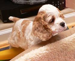 Cocker spaniel puppies american for sale born and raised indoors w/plenty of love and attention sold as indoor pets only. Red And White Parti Cocker Spaniel Online