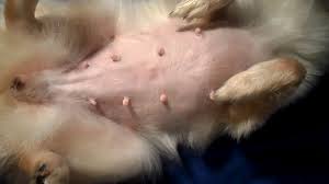 Dogs have three trimesters, each of which lasts about 21 days. 3 Week Pregnant Dog Youtube