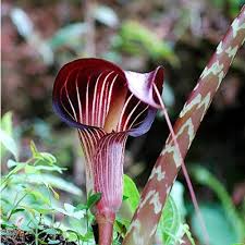 Image result for Arisaema