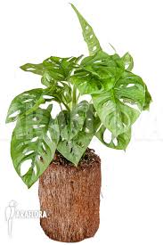 Monstera adansonii is a lovely tropical plant with great foliage. Araflora Exotic Flora More Monstera Adansonii Leichtlinii