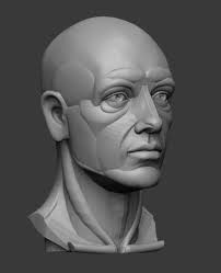 Planar Simplified Male Head 3d Print Model Anatomy Sculpture Facial Anatomy Head Anatomy